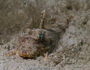 This is one of the smallest Searobins I've seen--only 2 i... by Jeri Curley 